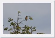 08AkageraAllDayGameDrive - 123 * European Bee-eater.